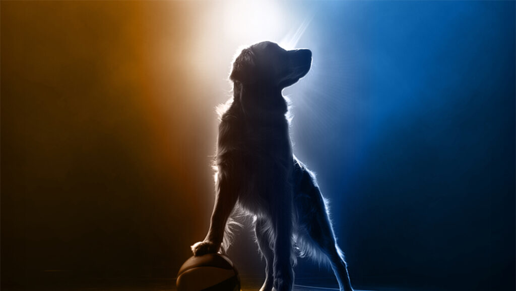 Air Bud Returns