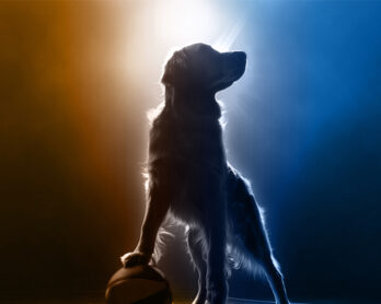 Air Bud Returns