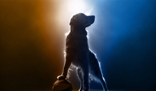Air Bud Returns